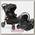 Детская коляска Joie Litetrax 4 Travel System 2 в 1, с автокреслом
